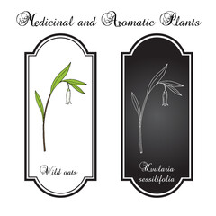 Wild oats, or sessileleaf bellwort (Uvularia sessilifolia), medicinal plant. Hand drawn botanical vector illustration