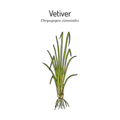 Vetiver or khus (Chrysopogon zizanioides), medicinal plant. Hand drawn botanical vector illustration