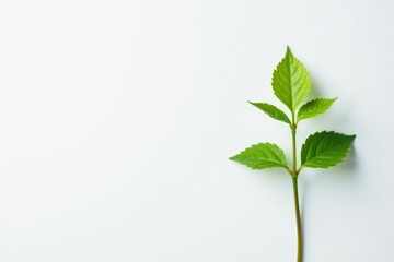 Single, delicate sapling against pure white backdrop , white background, studio, delicate