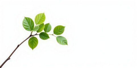 Single isolated tree branch on white background, peaceful, calm