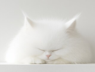 Fluffy white cat peacefully sleeping.