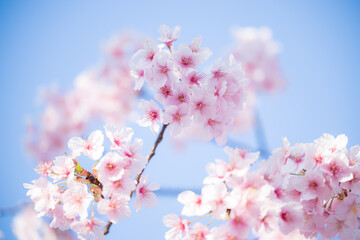 Close-up of cherry blossoms against blue sky Image of entrance and graduation