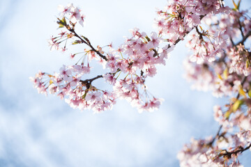 青空に映える桜のクローズアップ　入学や卒業のイメージ