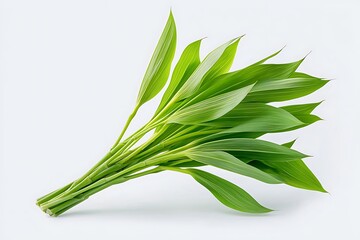 Fresh Green Leaves Studio Shot.