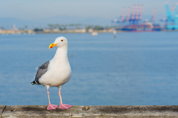 Seagull Standing on a Pier Overlooking Long Beach, California Waterfront