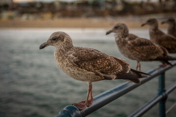 Seagulls on a Railing