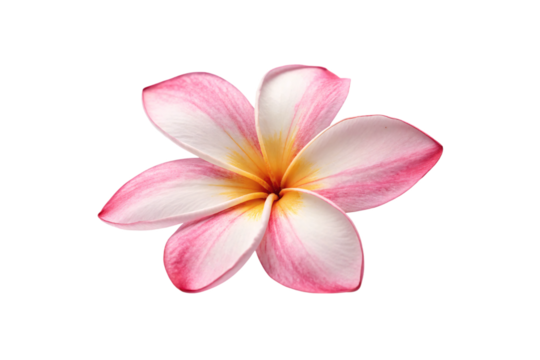 Single plumeria flower with five soft petals. White blending to pink tips, yellow radiates from center. Delicate, tropical, and serene, isolated on a transparent background