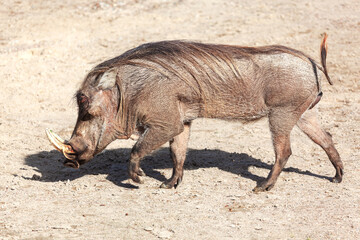 Fototapeta premium Warthog walking across dry terrain, showcasing its prominent tusks and coarse mane along its back. Its natural habitat is highlighted with earthy tones of surroundings complementing warthog appearance