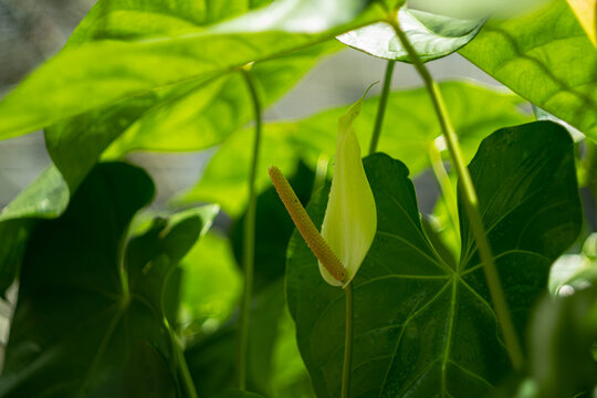 Close up shot of a white anthurium at Domaine St Aubin, Mauritius