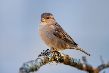 Obraz premium Female house sparrow (Passer domesticus) perched on a lichen-covered branch, illuminated by soft natural light against a smooth blue background.