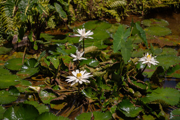 Close up shot of Nymphaea lotus (also known as Egyptian Water Lily) flower found at Auberge St Aubin, Mauritius