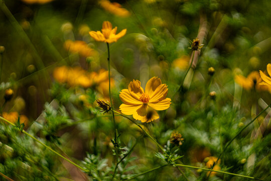 Close-up shot of Yellow Cosmos flowers found at Auberge St Aubin, Mauritius