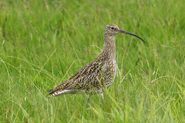 Großer Brachvogel