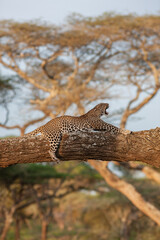 Léopard sur un arbre 