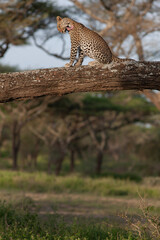 Léopard sur un arbre 