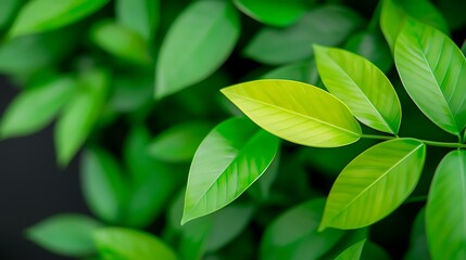 Lush green foliage with vibrant leaves, showcasing rich textures and a dark background