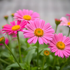 Fototapeta premium pink daisy flowers