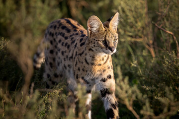 Serval