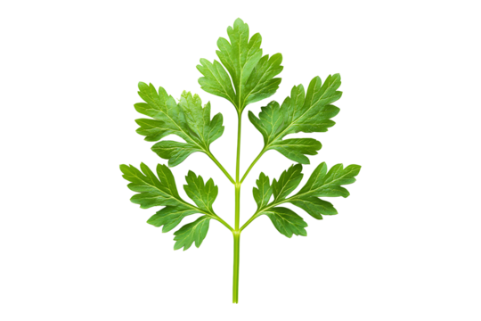 chervil leaf Isolated on White and Transparent Background PNG Image.