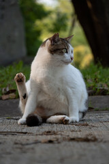 尻尾がレッサーパンダみたいな縞々模様のキジトラ柄とぶち猫柄の野良猫