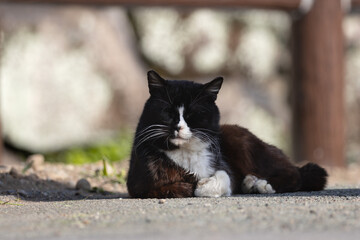 白梅の背景みたいなハチワレ柄とぶち猫柄の野良猫