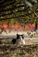 公園の木の下で香箱座りしてるハチワレ柄とぶち猫柄の野良猫