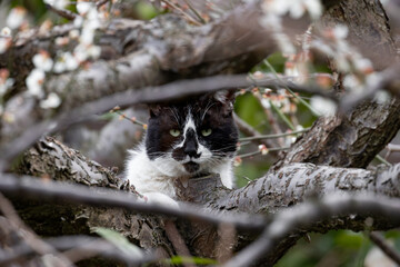 白梅の木の上でくつろいでるハチワレ柄とぶち猫柄の野良猫