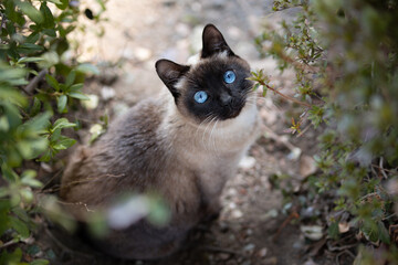 公園で上を見上げるシャム猫柄の野良猫