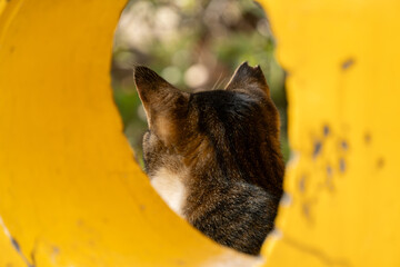 公園の黄色い遊具の穴の中から見えるキジトラ柄の野良猫の後頭部