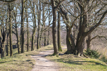 Winding path through bare trees in early spring forest