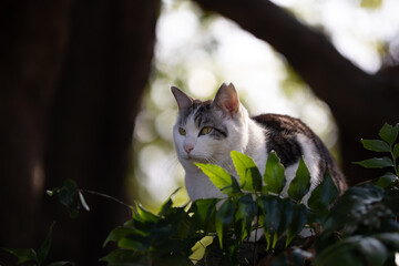 自然公園の背景の玉ボケが綺麗で幻想的なキジトラ柄とハチワレ柄の野良猫