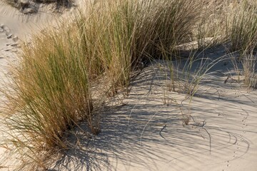 Beach grass casting shadows on sand dunes in coastal landscape
