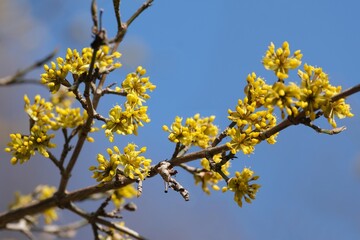 The blooming tree with yellow flowers - Cornus mas (Cornelian cherry, European cornel, Cornelian cherry dogwood)