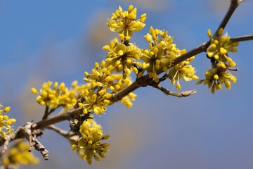 The blooming tree with yellow flowers - Cornus mas (Cornelian cherry, European cornel, Cornelian cherry dogwood)
