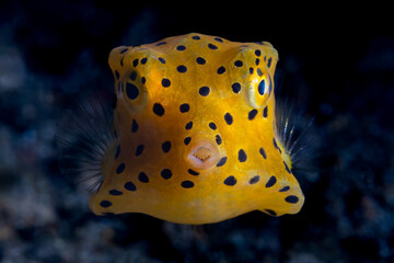Yellow Boxfish Ostracion cubicus