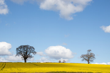 rape field with blue sky