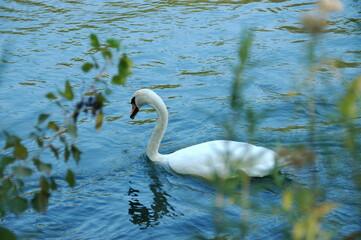 Cigno 