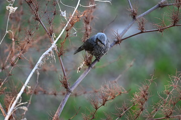 枝にとまっているヒヨドリ