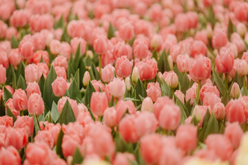 A vibrant and colorful field filled with blooming pink tulips that beautifully showcase natures...