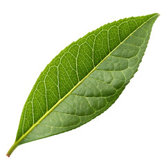 Obraz premium A fresh lemon myrtle leaf isolated on a transparent background
