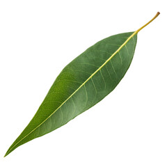 Obraz premium A fresh lemon scented gum leaf isolated on a transparent background