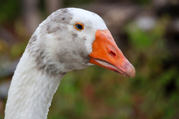 Close up head White goose in garden