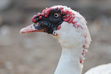 Close up head The white Duck is stay in dry garden
