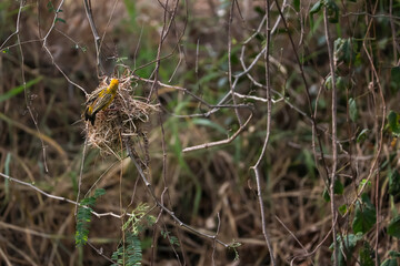 The yellow bird on Build nest from dry stick hay in nature