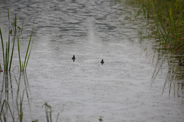 Ducks swimming peacefully on a rain-soaked pond amid tall grass in a serene landscape