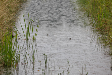 Rain falls gently on a calm waterway in a lush green landscape during the early hours of the morning