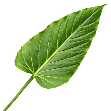 A whole sea arrowgrass leaf isolated on a transparent background