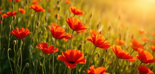 Fototapeta premium Vibrant red poppies in a sunlit field, delicate petals, fresh dew, stem, vibrant