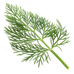 Obraz premium A whole sea fennel leaf isolated on a transparent background