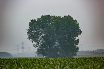 A solitary tree stands amidst a foggy landscape near agricultural fields during early morning hours